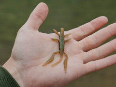 Jaeger NEPA - Perch Soft Bait