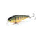 files/Northern_Yellow_Perch.jpg