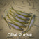 files/Olive_Purple.jpg