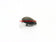 products/Tackle-House-Elfin-Micro-Cicada-S-24mm-1.7g-Sinking-10.jpg